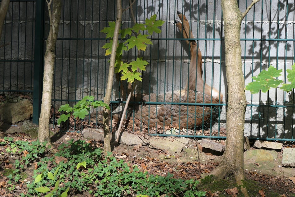 Das Reh war rücklings in eine kleine Nische zwischen Mauer und Zaun gefallen und konnte sich nicht selbstständig befreien.