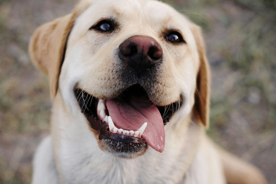 Labrador retrievers are beloved for a reason - and great for families with children!
