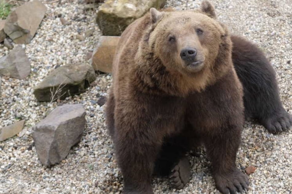 Torgauer Bären erwachen aus der Winterruhe: Das gab es als erstes zu essen