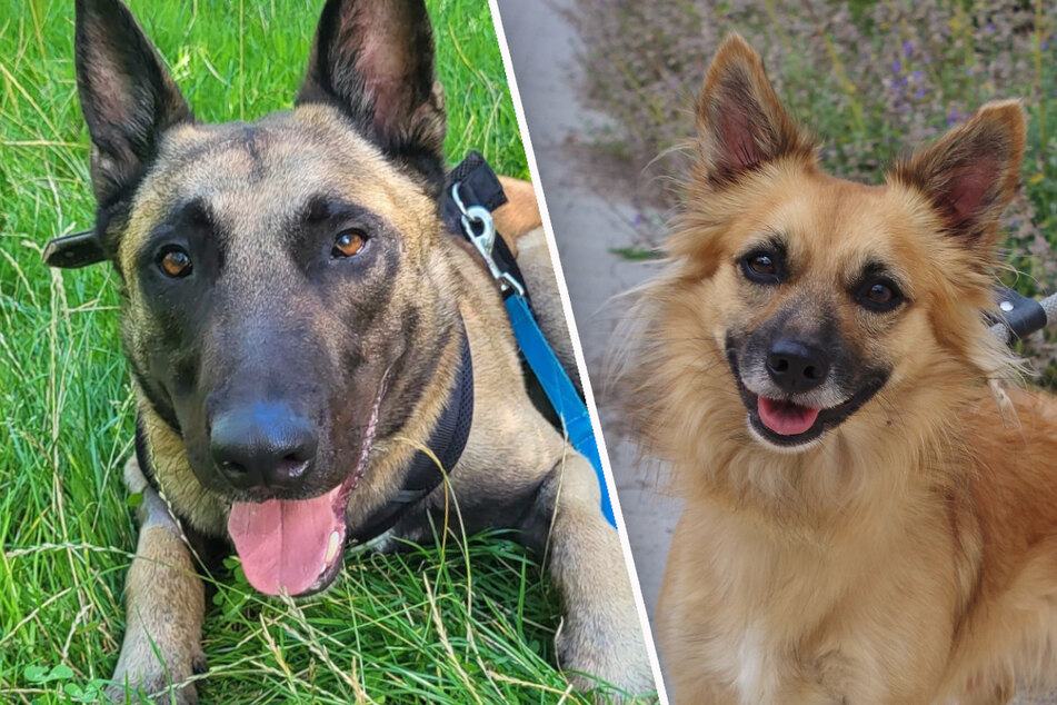 Besitzer kapitulieren: Gibt es noch Hoffnung für diese Hunde?