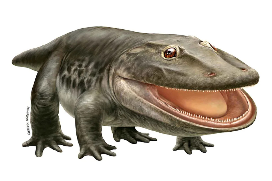 Der Stenokranio boldi oder auch Schmalschädler lebte vor über 300 Millionen Jahren - dennoch ist er im Netz aktueller denn je.