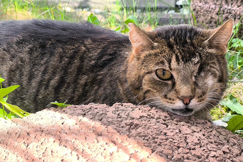 Kater Lorbärchen ist anfangs eher schüchtern und sucht daher geduldige Menschen.