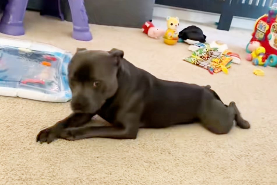 Mit einem prüfenden Blick zur Seite vergewissert sich Smokey, dass sein Frauchen wirklich sieht, dass er nun auch krabbeln kann.