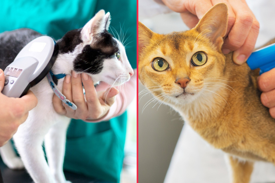 Cat microchips: Why to get your cat microchipped, and how much does it cost?