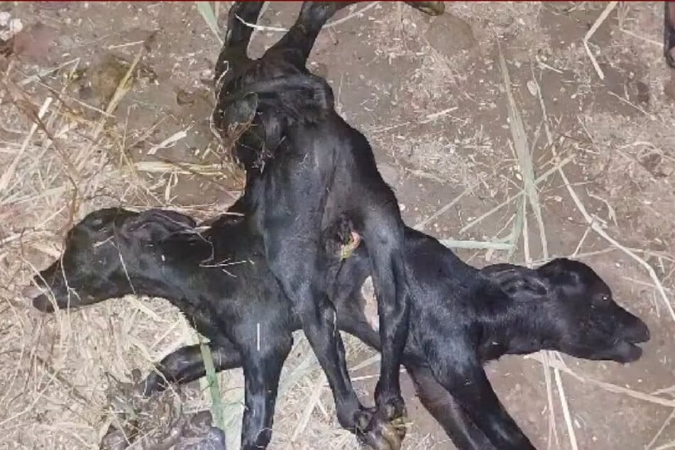 In Indien wurde ein Kalb mit zwei Köpfen und acht Beinen geboren. Es verstarb kurz nach der Geburt.
