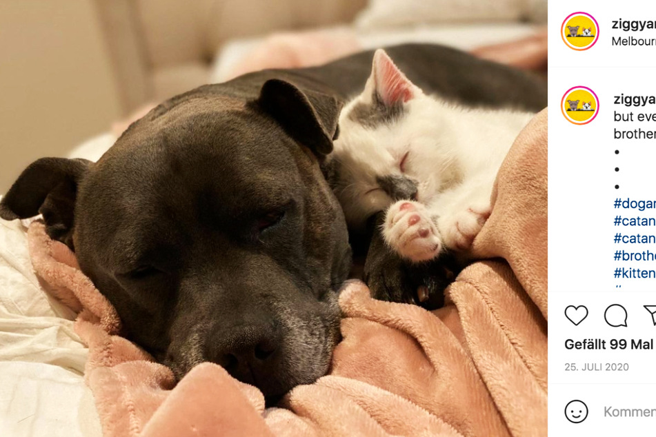 Ein Herz und eine Seele: Ziggy (l.) und Tic Tac schlafen angekuschelt zusammen.