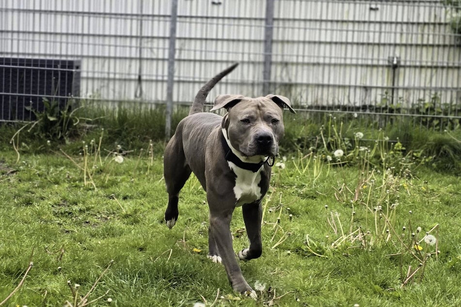 Der American-Staffordshire-Terrier-Mischling bringt 40 Kilogramm auf die Waage.