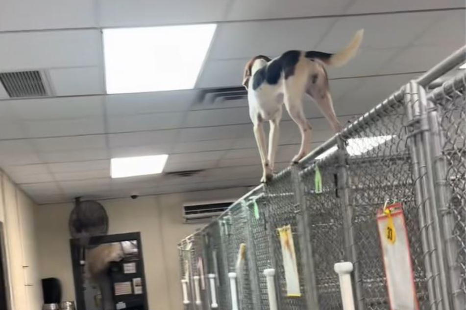 What's going on? Mya is suddenly standing on the kennel bars.