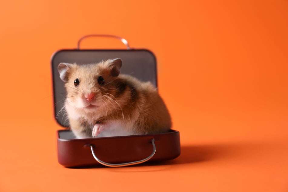 Den Hamster mit in den Urlaub nehmen - geht das?