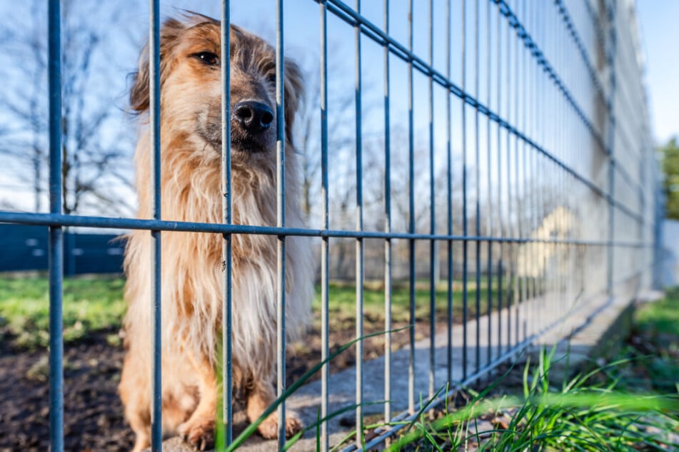 Ein Hund sitzt am Gitter einer Außenanlage im Chemnitzer Tierheim - knapp 50 Tiere warten derzeit auf ein neues Zuhause.