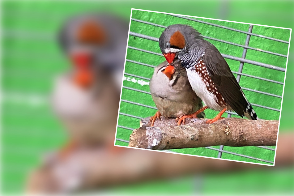 Wahre Ballkünstler: Diese Vögel hören auf bekannte Fußballer-Namen!