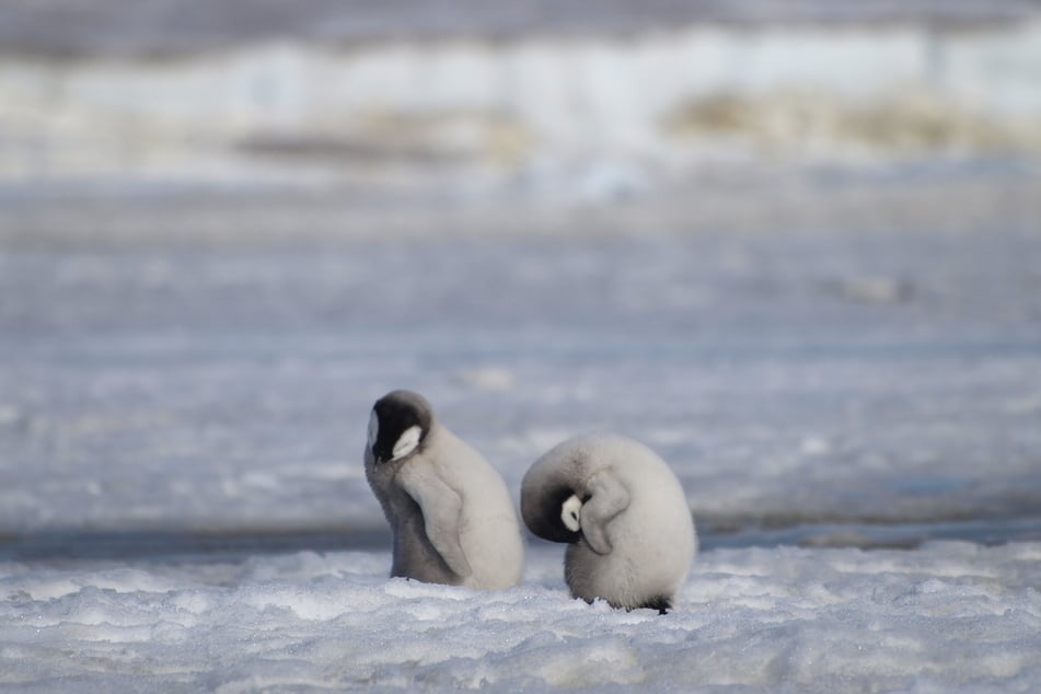Two young emperor penguins are pictured together in Antarctica.