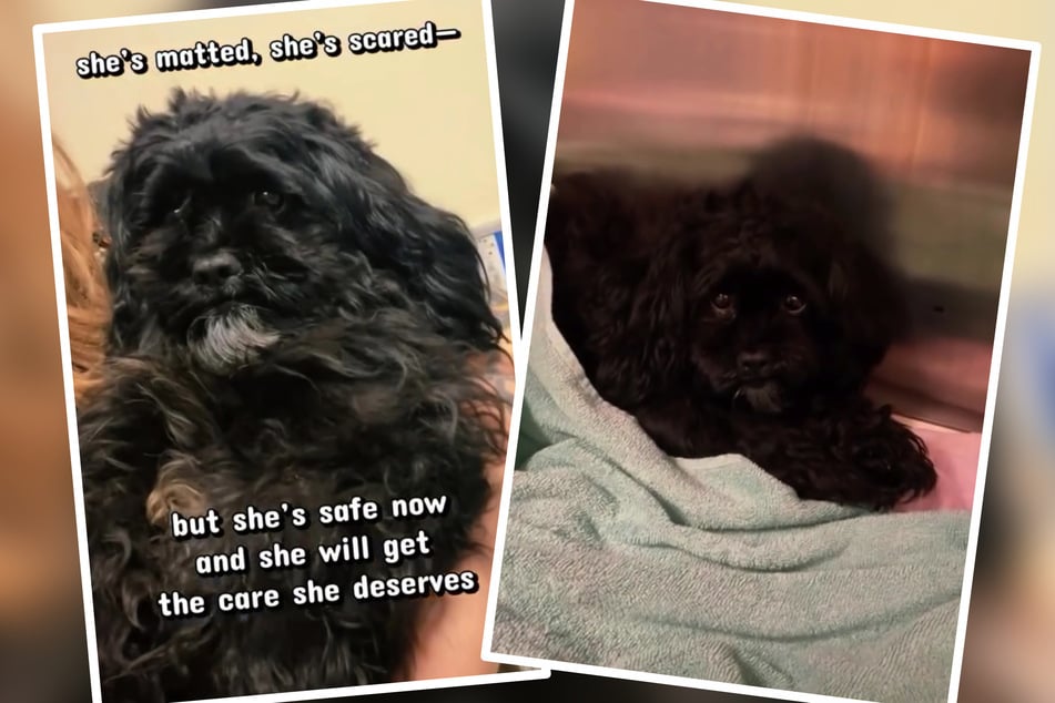 Po záchraně zemřela fena ših‑tzu v útulku.