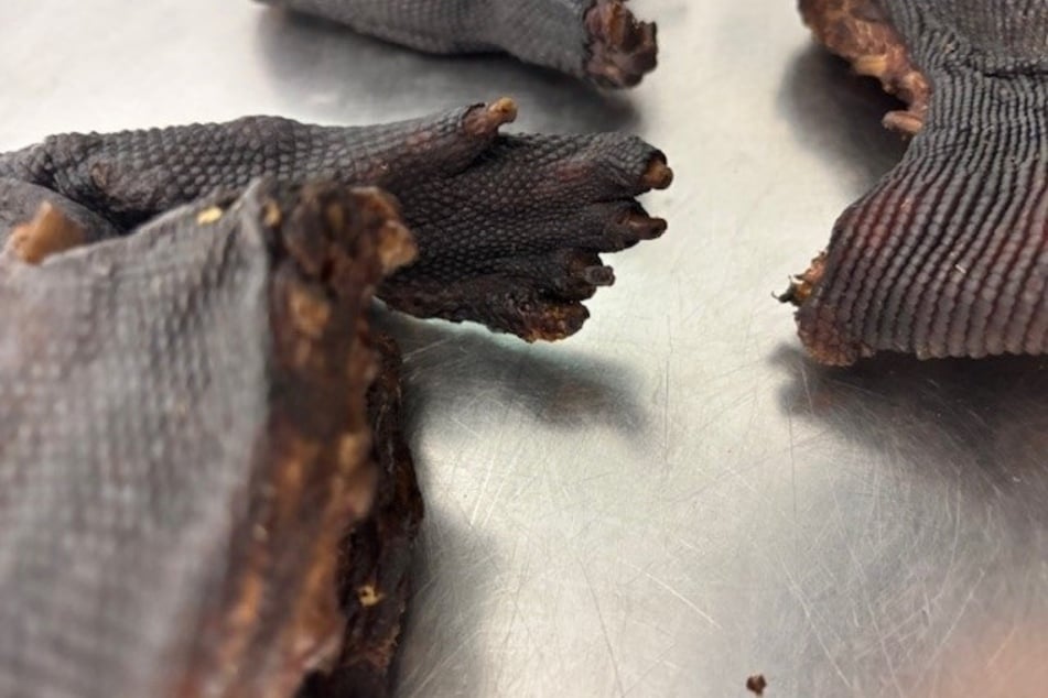 Das Waranfleisch musste nach einer Überprüfung vernichtet werden.