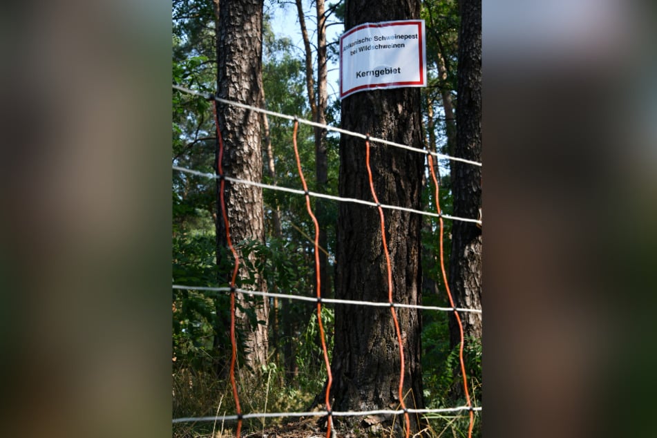 Wildbarriere: 128 Kilometer Elektrozaun schützen Sachsen an der Grenze zu Polen vor infizierten Tieren aus dem Nachbarland.