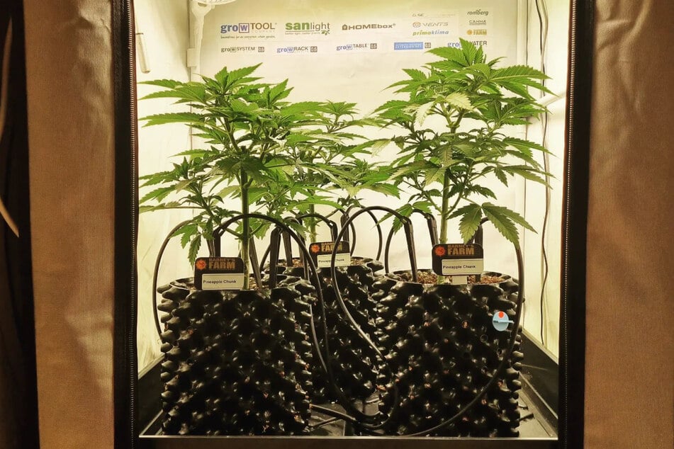 Blick in einen sogenannten Grow-Schrank. Bis zu drei Cannabis-Pflanzen finden in diesem Modell Platz. Beleuchtung und Bewässerung erfolgen vollautomatisch.