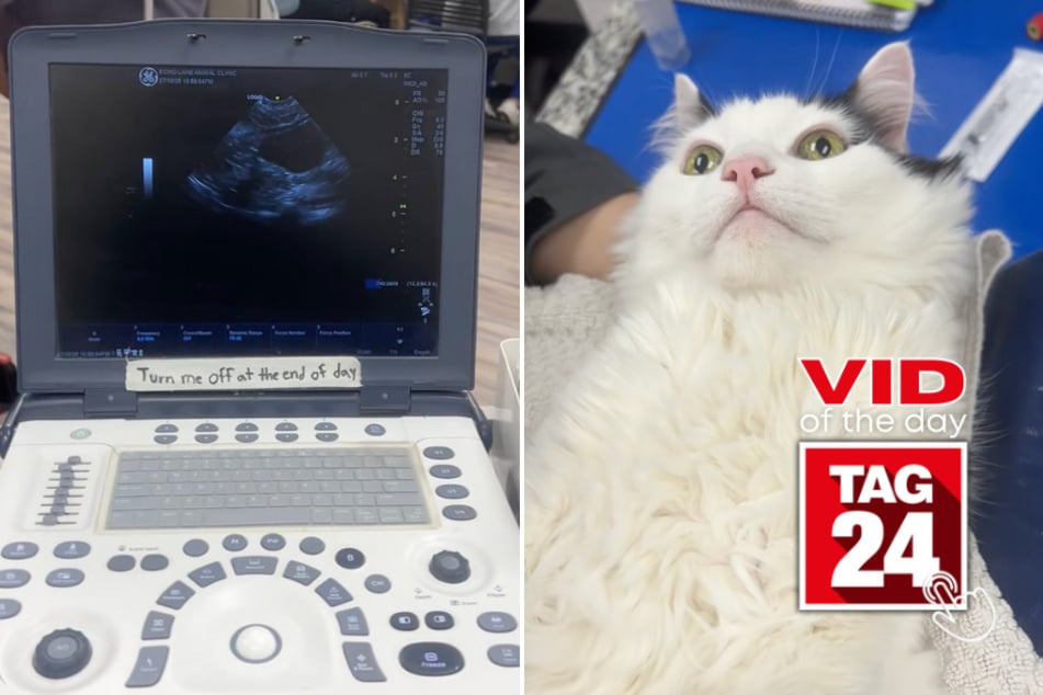 viral videos: Viral Video of the Day for November 26, 2025: Derpy cat steals the show in hilarious TikTok twist
