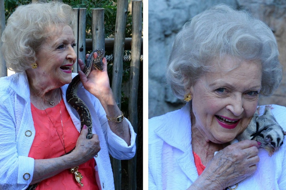 Betty White held an Angolan Python (l.) and a Sugar Glider (r.) at an event she attended at the Greater Los Angeles Zoo.