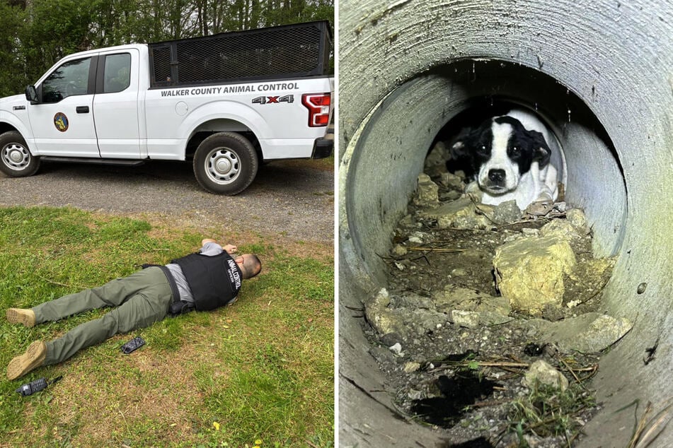 In dem US-Bundesstaat Georgia wurden drei Hunde auf einem Friedhof ausgesetzt – ihr gesundheitlicher Zustand war katastrophal.