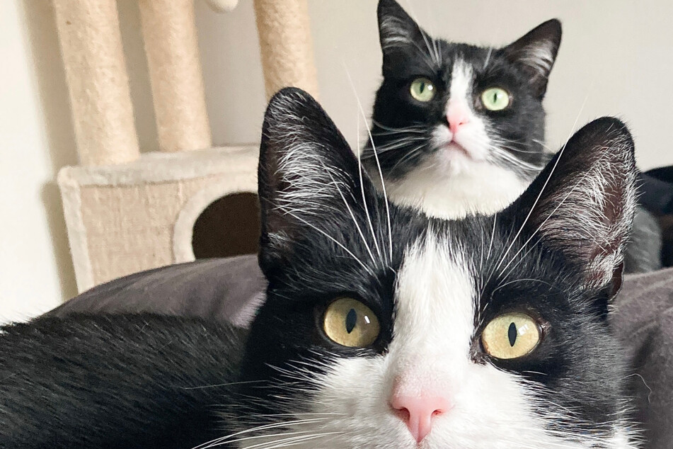 Von der Straße zu Instagram-Stars: Diesen Katzen folgen über 140.000 Menschen