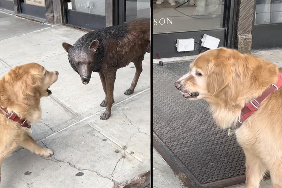 Golden Retriever Kylo (9) hat beim Gassigehen seinen Erzfeind getroffen und startet sofort eine Einschüchterungsmission.