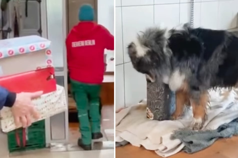 Das "Wichtelteam" beglückte alle Hunde aus dem Tierheim. Vögel hingegen haben Pech.