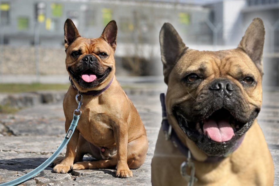 Französische Bulldogge sucht besondere Menschen: Findet Louie sein Happy End?