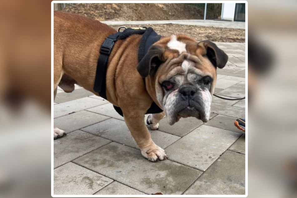 Bulldogge Max sucht nach geraumer Zeit im Tierheim endlich einen Ort zum Ankommen.