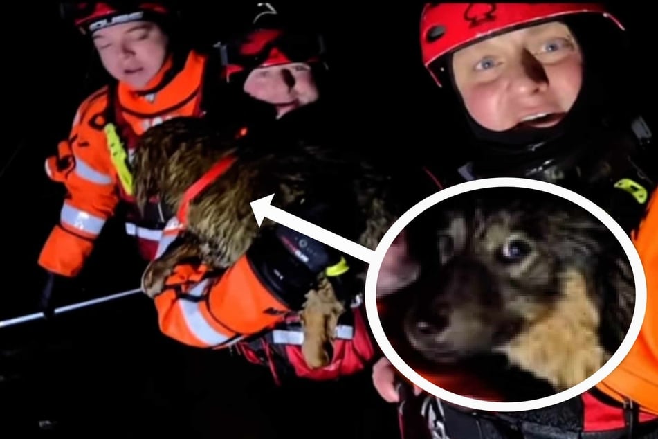 Hund sitzt auf Eisscholle fest! Seenotretter fahren 1400 Kilometer, um ihn zu befreien