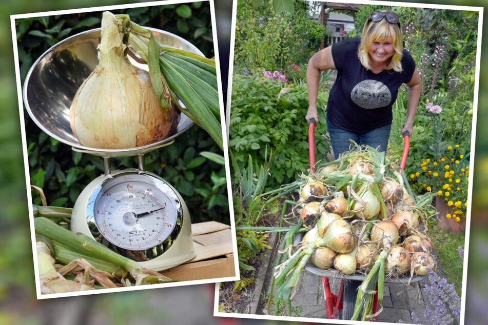 Garten-Galinas nächster Streich: Zwiebeln in XXL