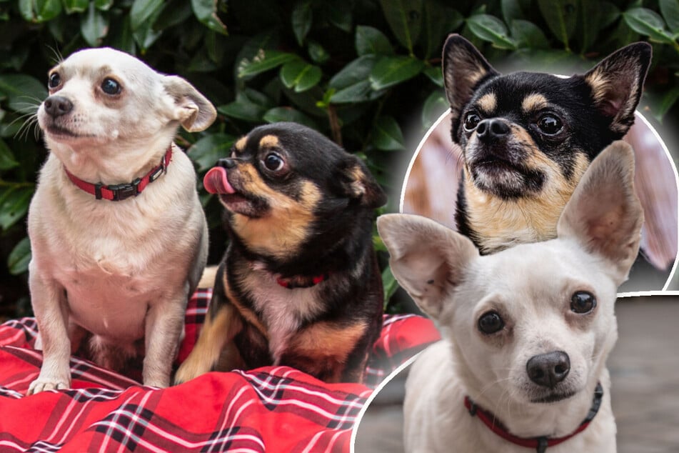 Frau stirbt und hinterlässt zwei kleine Hunde: Was wird nun aus Füri und Dobby?