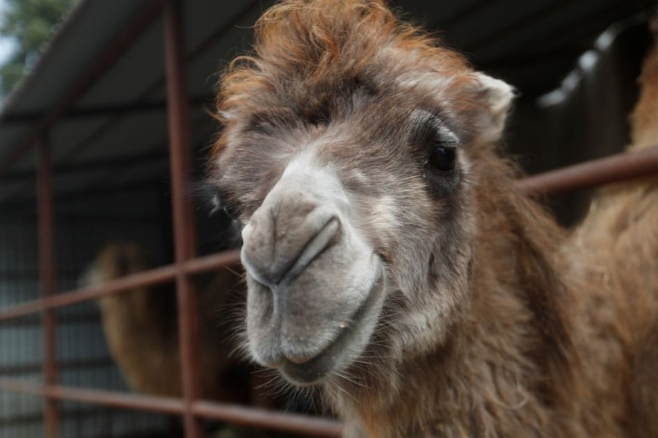 Der aktuelle Gesundheitszustand des Kamels ist nicht bekannt. (Symbolfoto)