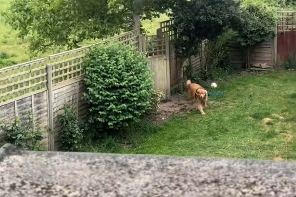 Brooklyn the dog suddenly reappeared in the backyard!