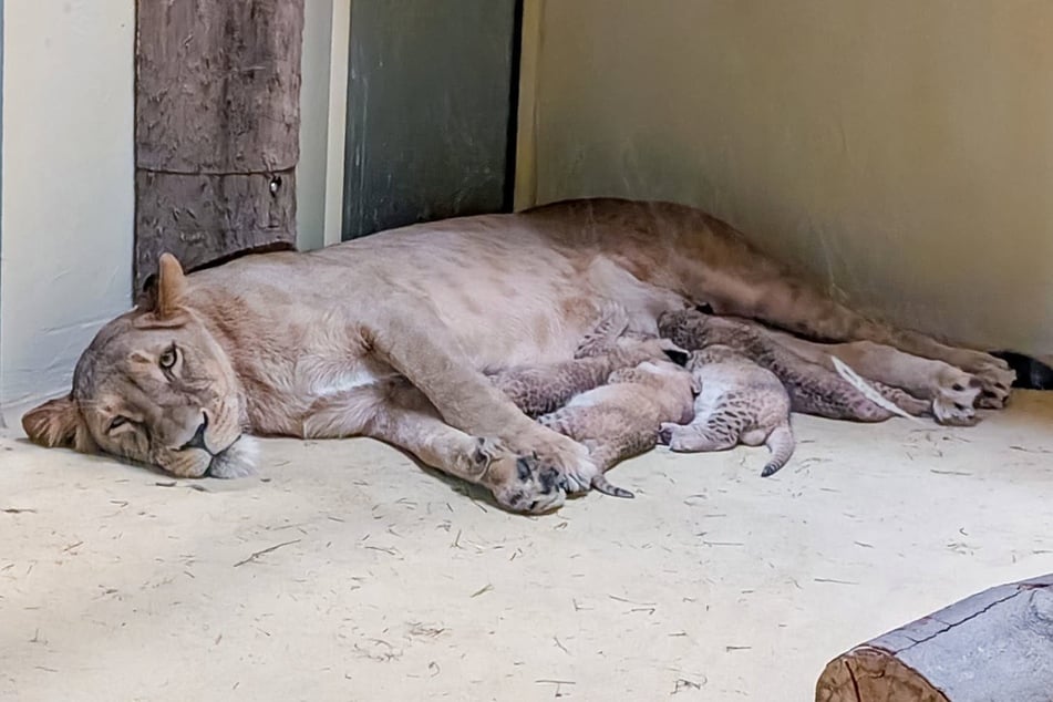 Auf einem vom Zoo veröffentlichten Foto ist Zuri zu sehen, wie sie vier ihrer Babys außerhalb der Wurfbox säugt.