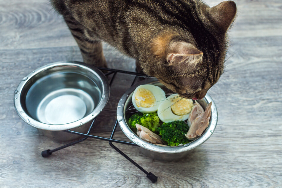 Eier sollten nur selten ein Bestandteil des Katzenfutters sein.