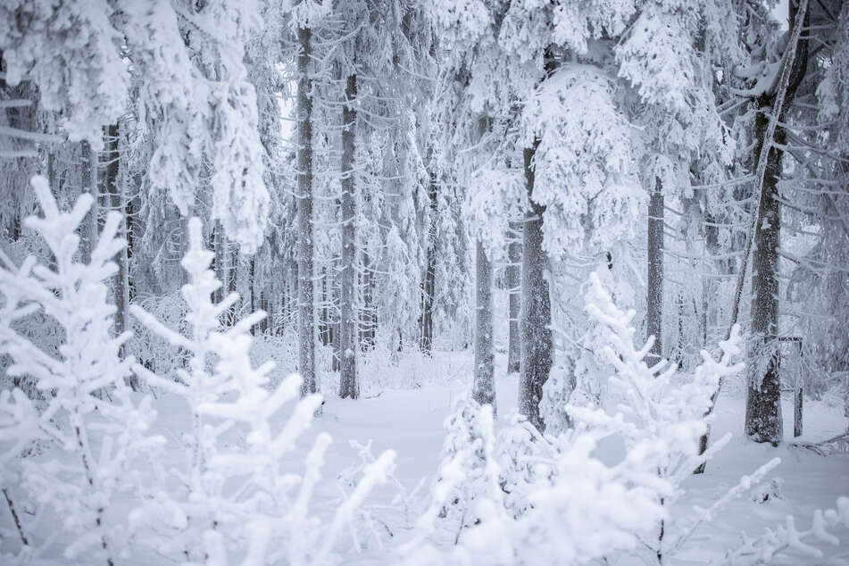 Nahe der russischen Hauptstadt Moskau soll eine Mutter ihre Kinder im tiefsten Winter nackt im Wald ausgesetzt haben. (Symbolbild)