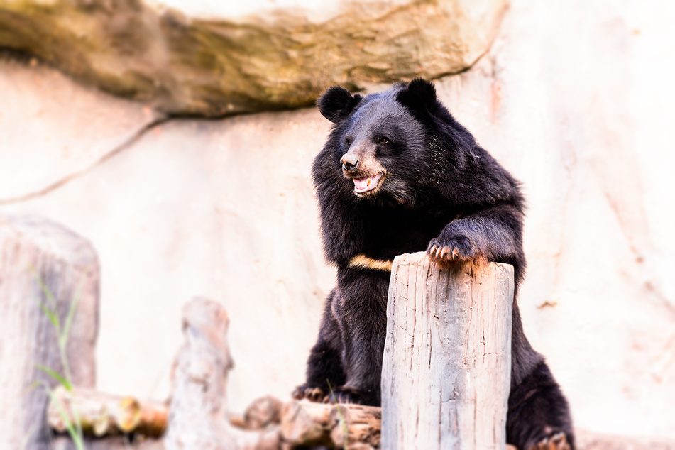 Zu Tode gebissen: Eine Behörde bestätigte, dass es sich bei dem Angriff des Schwarzbären um den ersten seiner Art in Kalifornien handelte. (Symbolbild)