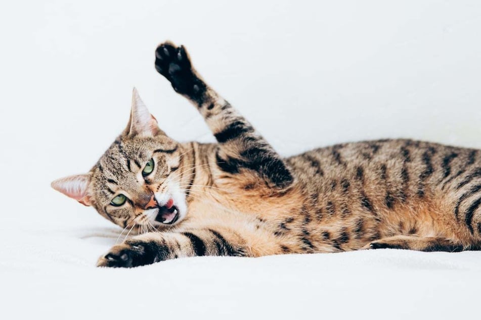 If your cat is panting while playing, it's time for a break.