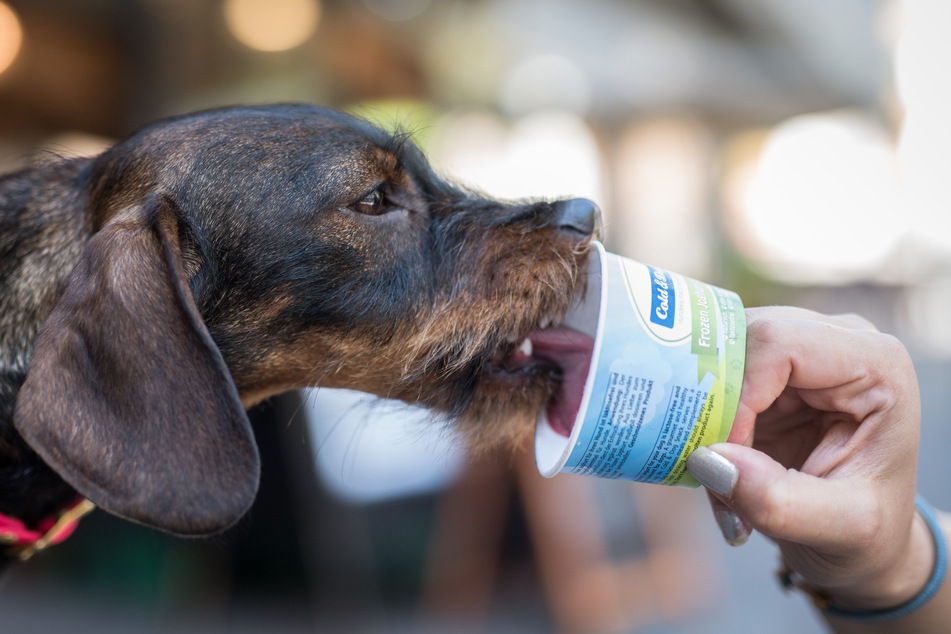 Auch Tiere kämpfen mit der Hitze. Als Erfrischung gibt es zum Beispiel Hundeeis in Geschmacksrichtungen wie "Wildlachs" zu kaufen.
