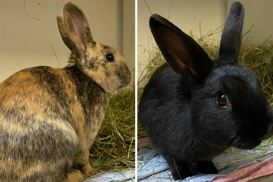 Die Kaninchen waren in einer Transportbox gefunden und ins Tierheim gebracht worden.