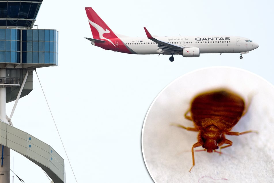 Passagiere gebissen: Flieger muss wegen Parasiten am Boden bleiben