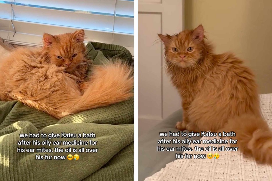 TikTok is obsessed with this video of a Himalayan-Persian cat that looks to be plotting revenge against his owners after they administer his ear medication.