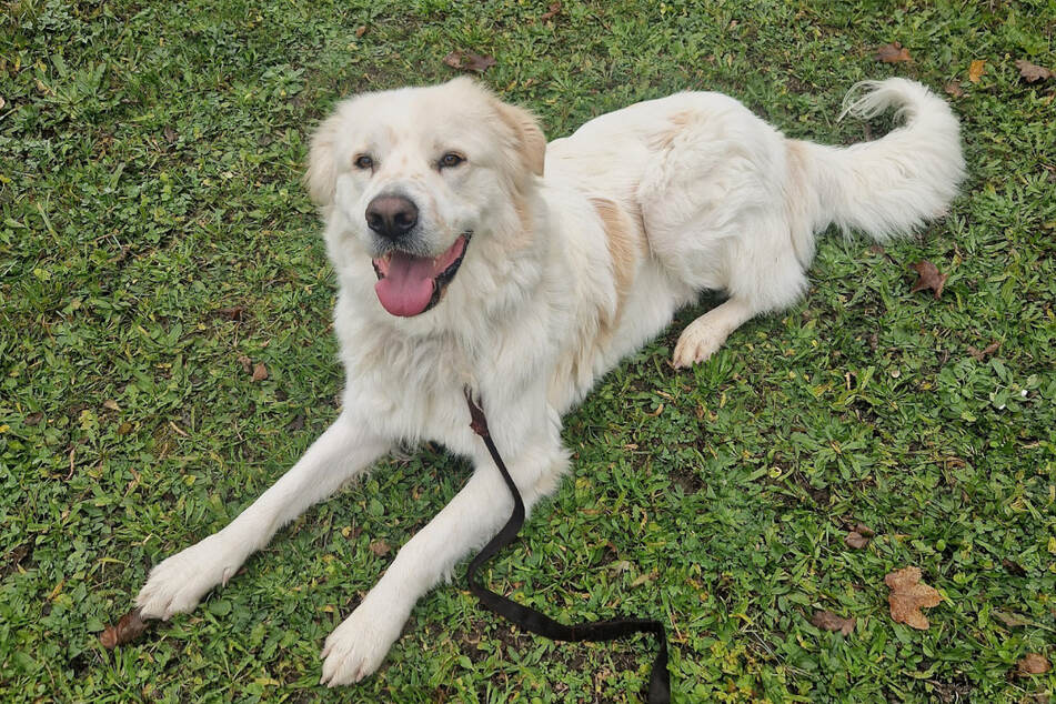 Maremmano-Mix Dino busca dueños que conozcan los perros de protección de ganado.