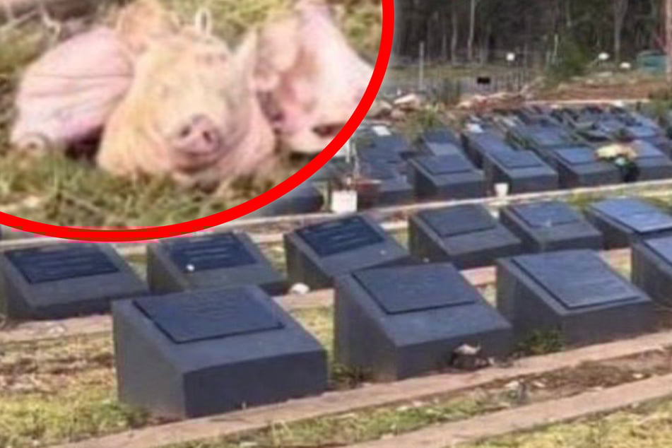 Provokation nach Terroranschlag: Schweineköpfe auf muslimischen Gräbern entdeckt