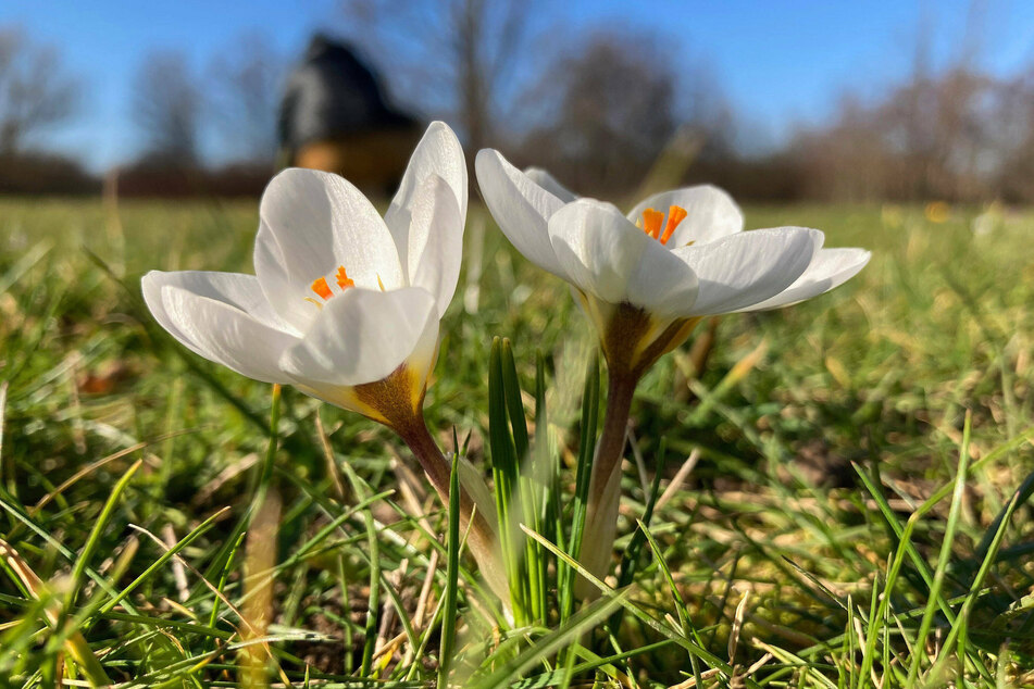 Sonne und blauer Himmel: Der Turbofrühling sorgt im Erzgebirge für zweistellige Temperaturen (Symbolbild).