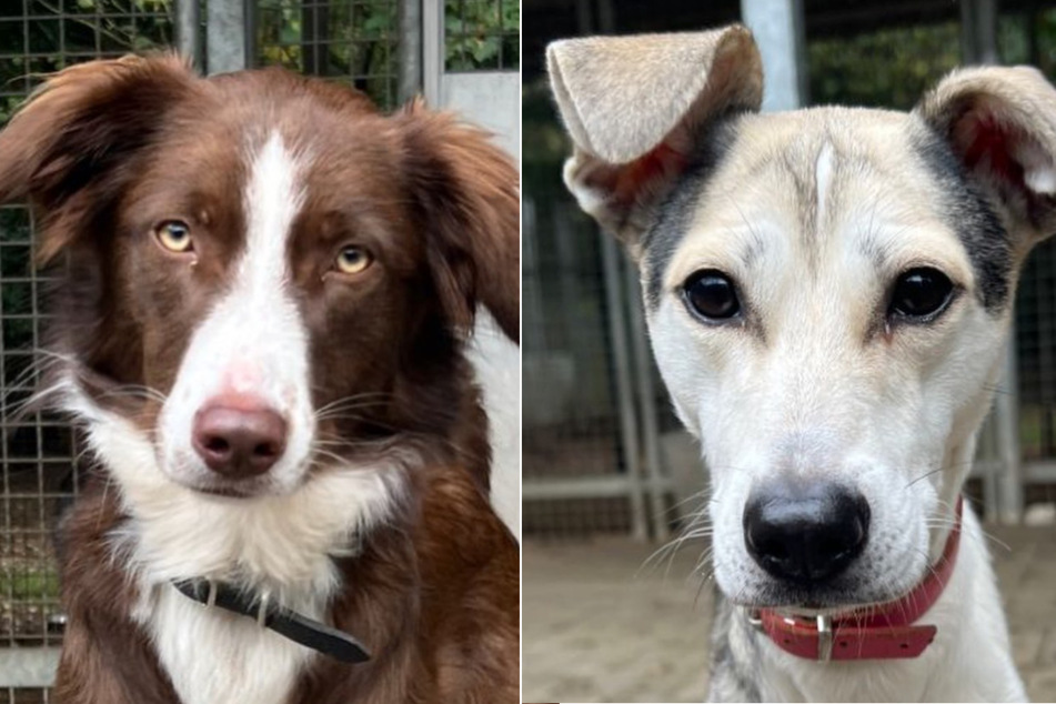 Balou und Bonny sind nur zwei Mitglieder eines Hunde-Quintetts, das im Tierheim Köln-Dellbrück auf ein neues Zuhause wartet.