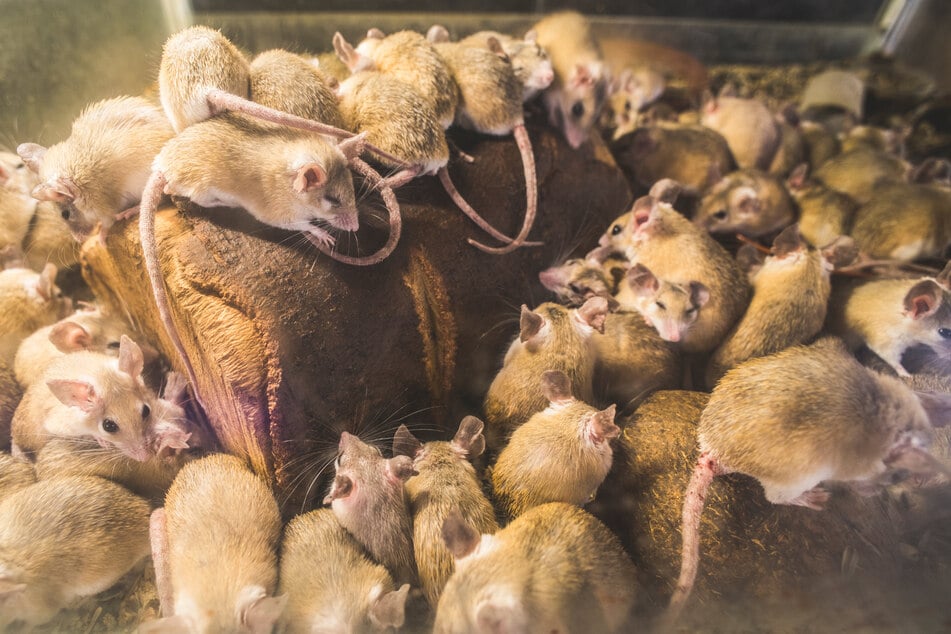 Around 100 rats attacked the woman as she was taking a walk last Monday (stock image).