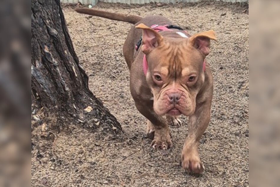 Woody může být skvělým společníkem v každodenním životě a jen hledá ty správné lidi.