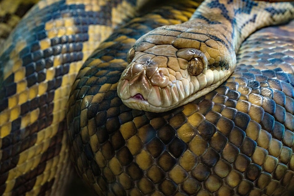 Seven of the ten most venomous snake species in the world are native to Australia.