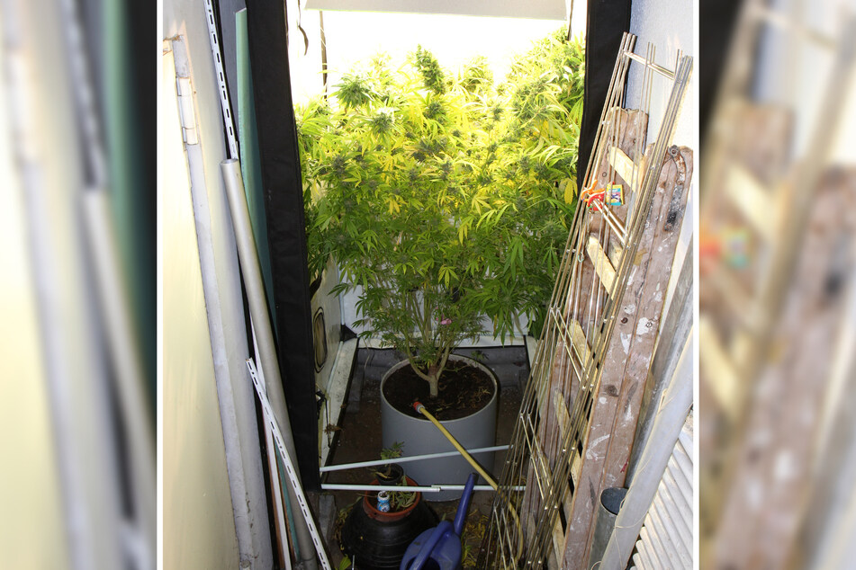 Im Keller des Hauses entdeckten die Ermittler eine Indoor-Plantage für Marihuana-Pflanzen.